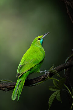 Green Leafbird with Turquoise Throat Perched on a Branch