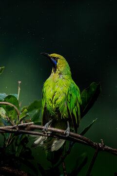 Green Leafbird Calling While Perched on a Branch