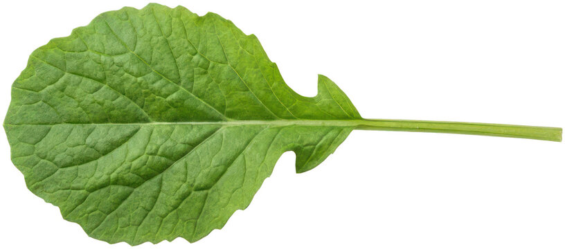 Single fresh green arugula leaf on black