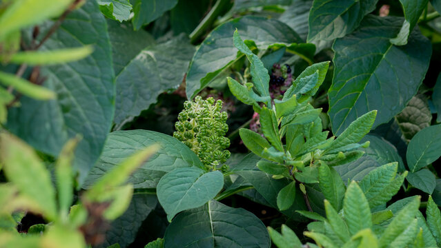 American Pokeweed with Clusters of Green Immature Berries and Large Leaves