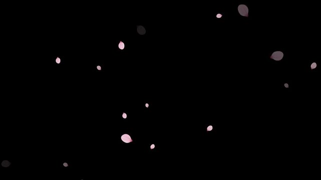 Floating delicate pink cherry blossom petals falling in slow motion. Fall start to end and loop Animation.Easy to use and change color. Pink petals of sakura falling on romantic elegant black bg.