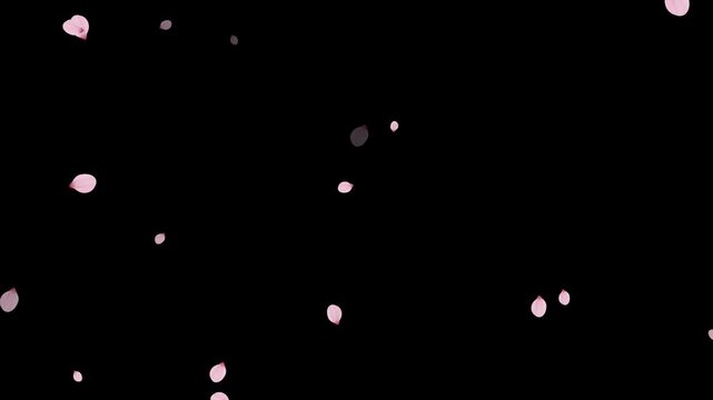 Floating delicate pink cherry blossom petals falling in slow motion. Fall start to end and loop Animation.Easy to use and change color. Pink petals of sakura falling on romantic elegant black bg.