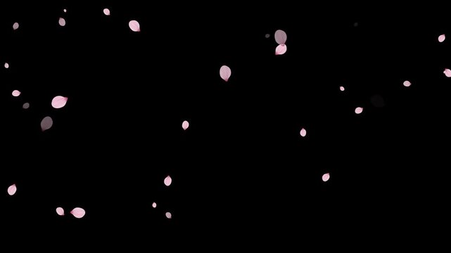 Floating delicate pink cherry blossom petals falling in slow motion. Fall start to end and loop Animation.Easy to use and change color. Pink petals of sakura falling on romantic elegant black bg.