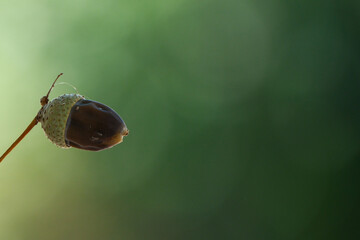 Fuzzy acorn cap contrasts with smooth brown nut on a stem © jr-art