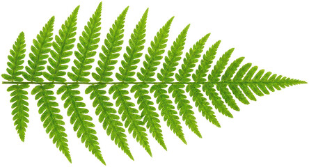 Single green fern leaf against black background. © Firman