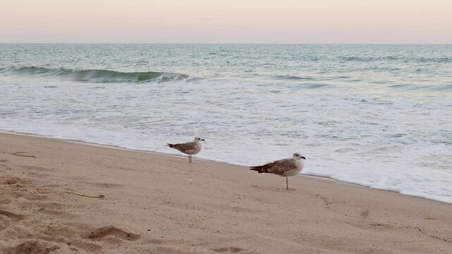 Two seagulls standing on wet sand shore near sea waves on quiet empty beach during calm summer evening