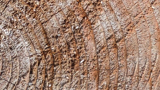 Detailed close up view of tree rings on a sawn log showing natural wood grain and rough texture, background, texture