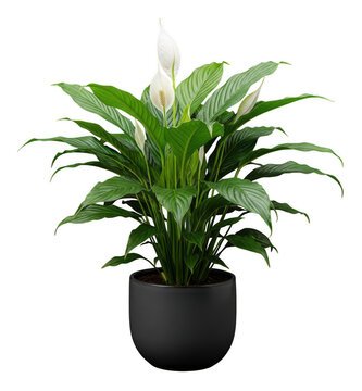 Elegant Peace Lily Houseplant in Black Pot