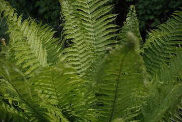 Lush green ostrich fern fronds © A