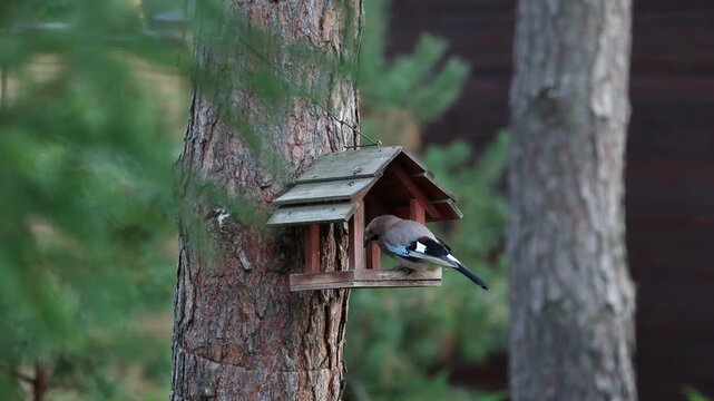 Eurasian Jay Garrulus Glandarius Perched on a Wooden Bird Feeder Hanging on a Pine Tree Trunk Eating Food in Forest Garden