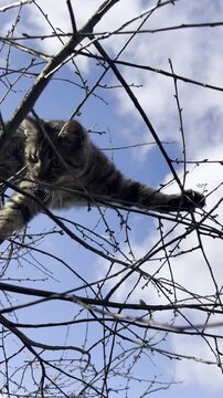 Tabby cat climbing a bare tree against a bright blue sky with white clouds, stretching its paw on a branch.