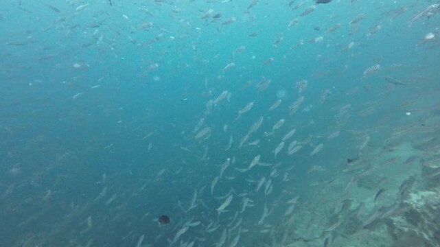 Massive school of sardines in a shallow reef in Moalboal Cebu, Philippines
