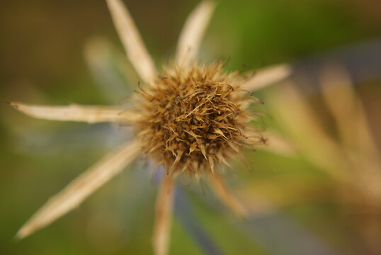 Makro