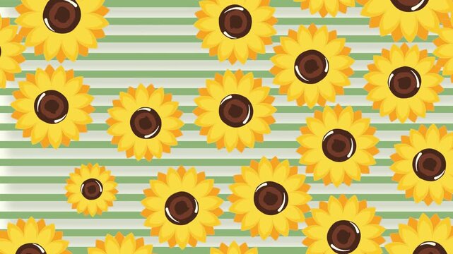 4k footage animation of sunflower full as background and backdrop. The loop pattern sunflower. Sunflower on soft yellow with green strip line background. sunflower in flat style rotating.