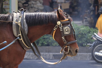 portrait of a horse © RM