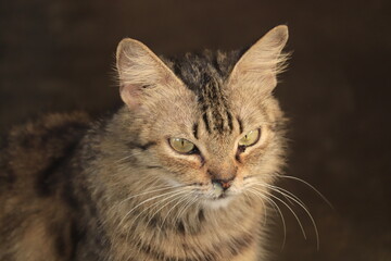 close up of a cat © RM