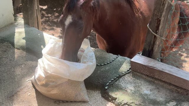 Horse eating from sack in corral, Quimixto, Mexico