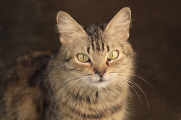 portrait of a cat © RM