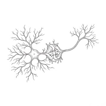 Detailed Neuron Cell Outline - Brain and Nerve Cell Structure Illustration