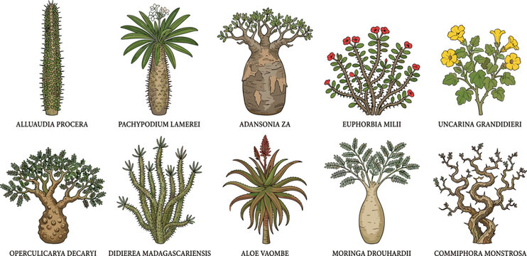 Madagascar spiny thicket flora alluaudia procera pachypodium lamerei adansonia za euphorbia milii botanical chart