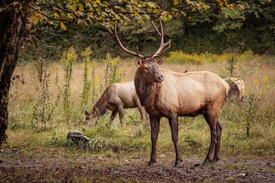 Bull Elk Looking Back Over Shoulder in Autumn Field