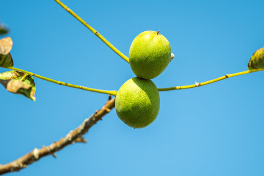 The walnuts growing on the tree