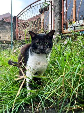 Black and white tuxedo cat standing alert in tall green grass, staring at the camera with bright eyes beside an ornate metal gate and stone wall in a residential neighborhood yard.