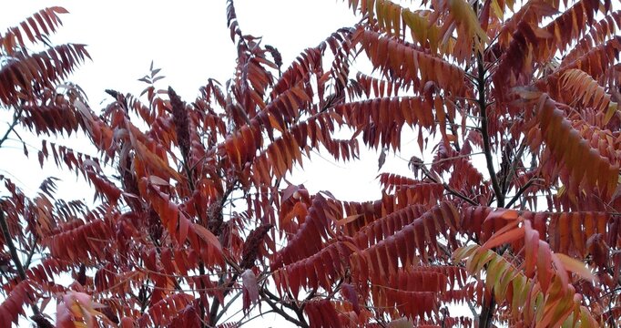 Vibrant autumn background of bright red and orange staghorn sumac leaves texture against sky