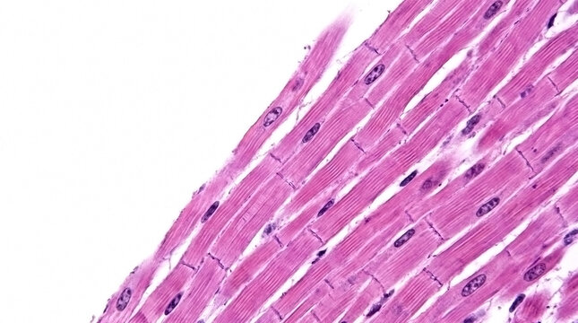 Microscopic cross section of human cardiac muscle tissue showing striated fibers with biological sample heart tissue human cells