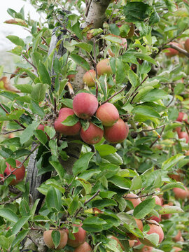 Apple tree 'Elstar' (Malus domestica) Autumn fruit-tree with  spherical crown, ventilated branching, producing round, yellow-green fruits with bright red and creamy white to pink juicy aromatic flesh