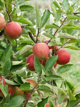 Malus domestica 'Elstar' - Magnificent reddish-colored autumn apples, ripe and perfectly round, hanging on branches covered with glossy green, toothed, and downy oval foliage