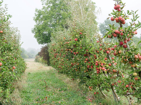 A small orchard filled with 'Elstar' apple-trees (Malus domestica) in rows, their branches laden with numerous clusters of reddish apples in the airy branches  axils, covered with dark green foliage