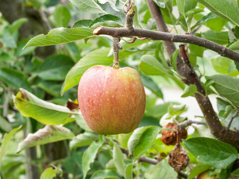 A round, crisp apple hanging from the end of a branch, with a slightly reddish-yellow skin and stripes, fruit of Malus domestica or Orchard apple-tree 'Elstar' variety