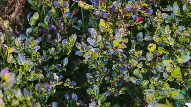 Detailed view of fresh green and yellow bilberry shrubs covered with raindrops or water droplets on a mountain slope in autumn or summer. 