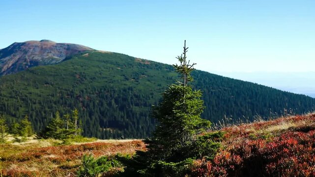 Scenic wide shot of a single young evergreen fir tree surrounded by colorful red and yellow autumn bushes on a hillside of the Babia Gora mountain range. 