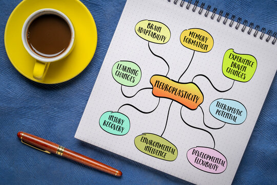 neuroplasticity, brain's ability to adapt and reorganize itself by forming new neural connections throughout life, mind map  sketch
