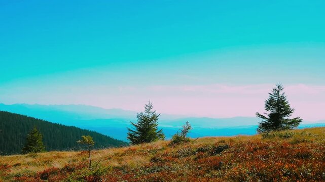 Scenic wide shot of a single young evergreen fir tree surrounded by colorful red and yellow autumn bushes on a hillside of the Babia Gora mountain range. 
