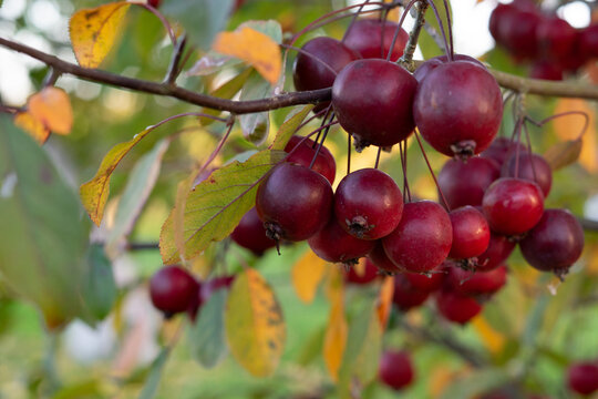 Close Up of Red Crabapples on Branch with Soft Autumn Background