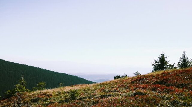 Scenic wide shot of a single young evergreen fir tree surrounded by colorful red and yellow autumn bushes on a hillside of the Babia Gora mountain range. 