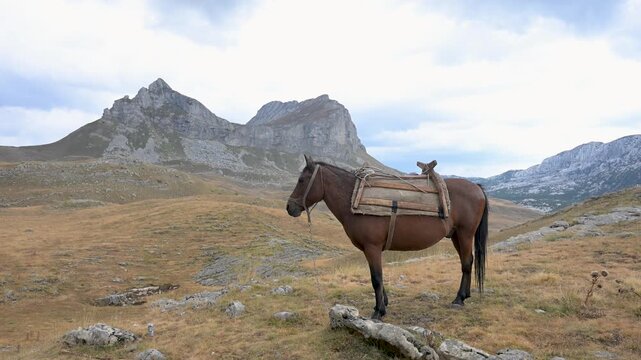 Working packhorse with a traditional wooden saddle on a mountain trail. Pack animal carrying a load with a traditional samar on a high ridge. Domestic horse fitted with a pack saddle.