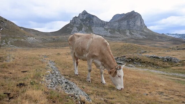 Cow grazing on grass in scenic mountain pasture. Livestock animal feeding on a highland meadow surrounded by nature.