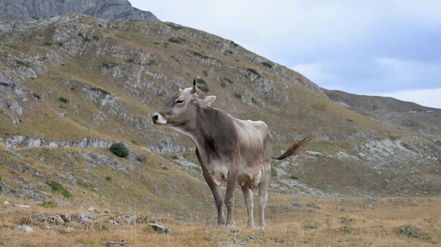 Cow grazing on fresh green grass in a scenic mountain pasture.  Livestock animal feeding on a highland meadow surrounded by nature.  