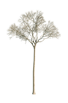 Bertholletia excelsa (Brazil nut tree), typical Amazon species, isolated PNG on transparent background, bare tree without leaves, dry tree, nearly dead from deforestation and fires.