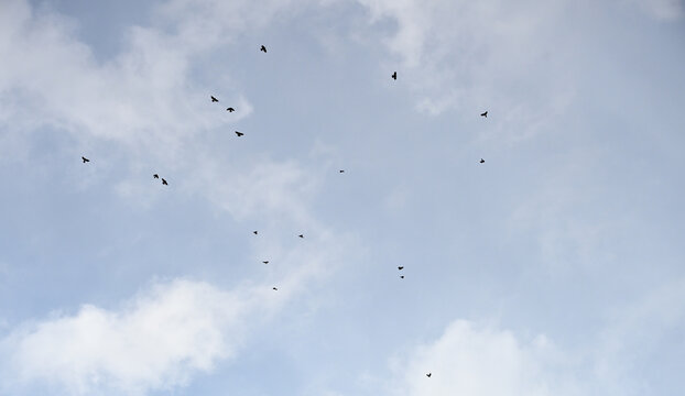 A large flock of dark-colored birds flying together against an overcast sky. Silhouettes of crows or ravens soaring through a pale cloudy atmosphere.