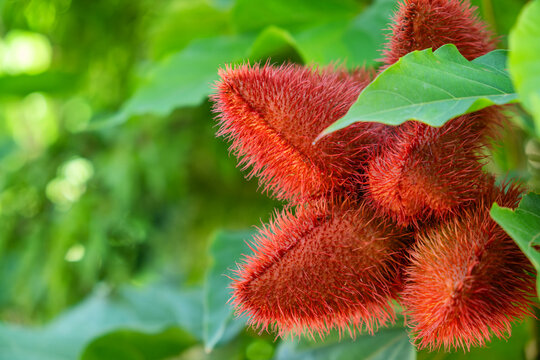 Red spiny seed pods of annatto, Bixa orellana, grow among green tropical leaves on Koh Samui, Thailand. Tropical botany, natural food coloring, exotic plant, Asian agriculture, botanical diversity