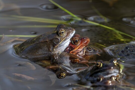 European common brown frogs (Rana temporaria) in amplexus gathering in pond among frogspawn during the mating and spawning season in spring