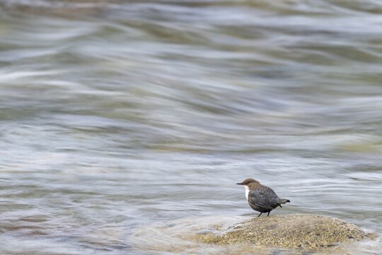 White-throated White-throated Dipper (Cinclus cinclus), sitting on a stone in a stream, Kundler Klamm, Kundl, Tyrol, Austria