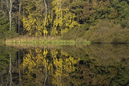 Autumn impression of Ahlhorn fish ponds, forest, Konrriger Baum, Ahlhorn, Lower Saxony, Germany