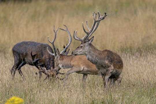 The middle red deer (Cervus elaphus) has come too close to the front deer and is pushed back by a warning, batting antlers, sweeping, Denmark
