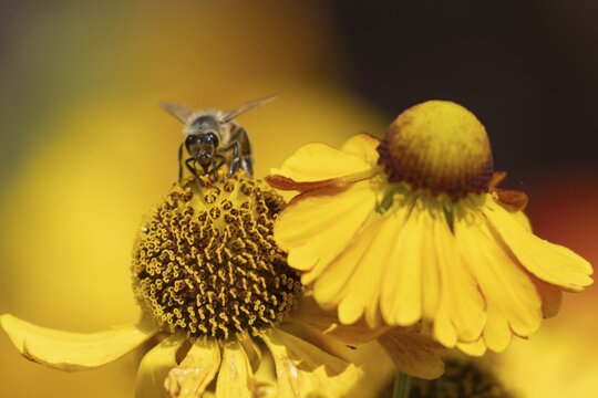 Honey bee (Apis mellifera) adult insect feeding on a garden Helenium flower, Suffolk, England, United Kingdom
